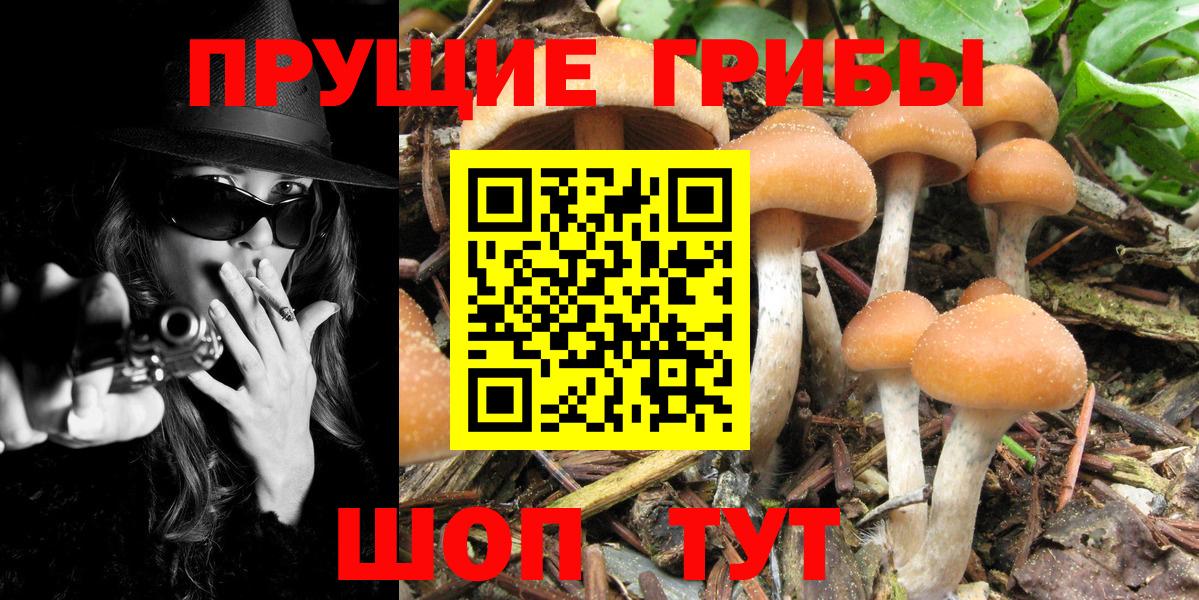 Псилоцибиновые грибы Psilocybe  Вход с VPN  Псилоцибиновые грибы Cubensis  Холмск 